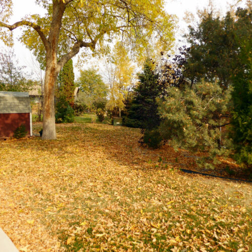 331 Juniper (32)